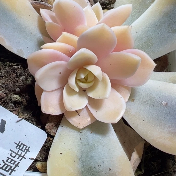 汉堡锦多肉植物1175