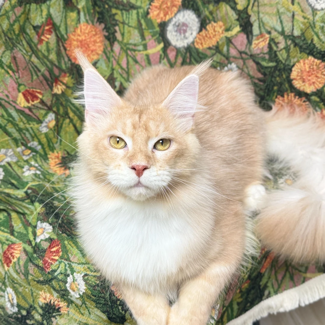 来了姊妹-红银缅因猫 弟弟 J5