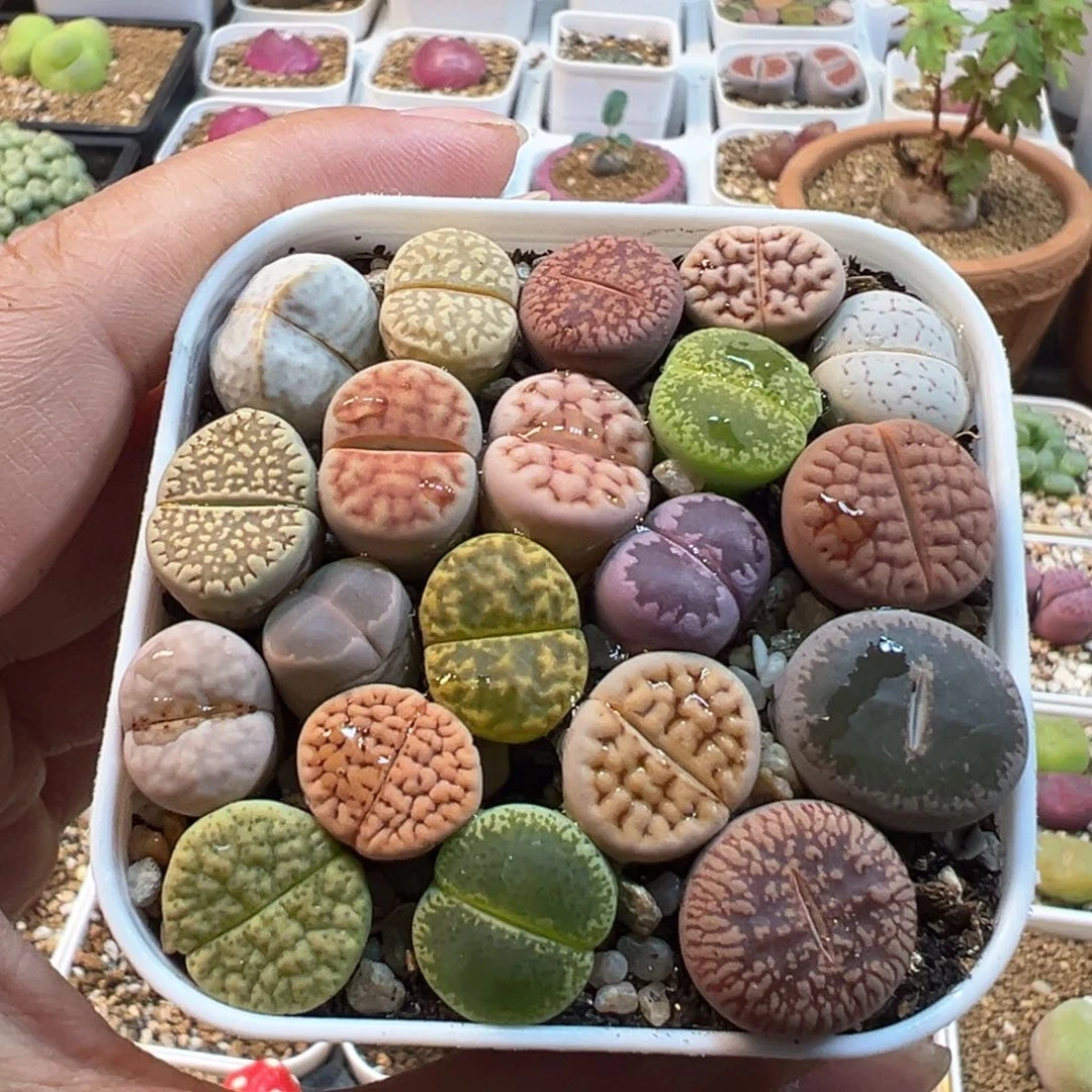 超母本组合多肉植物39