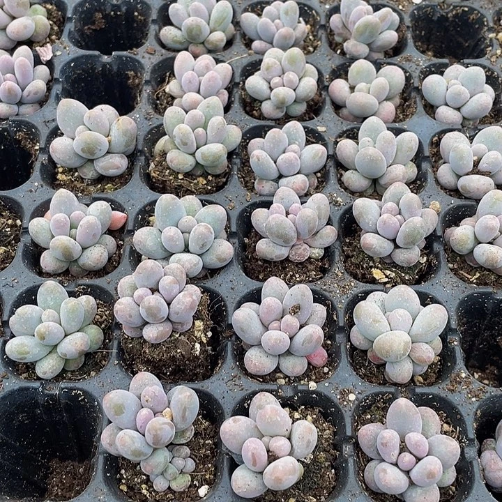 小汤圆1元带土发货