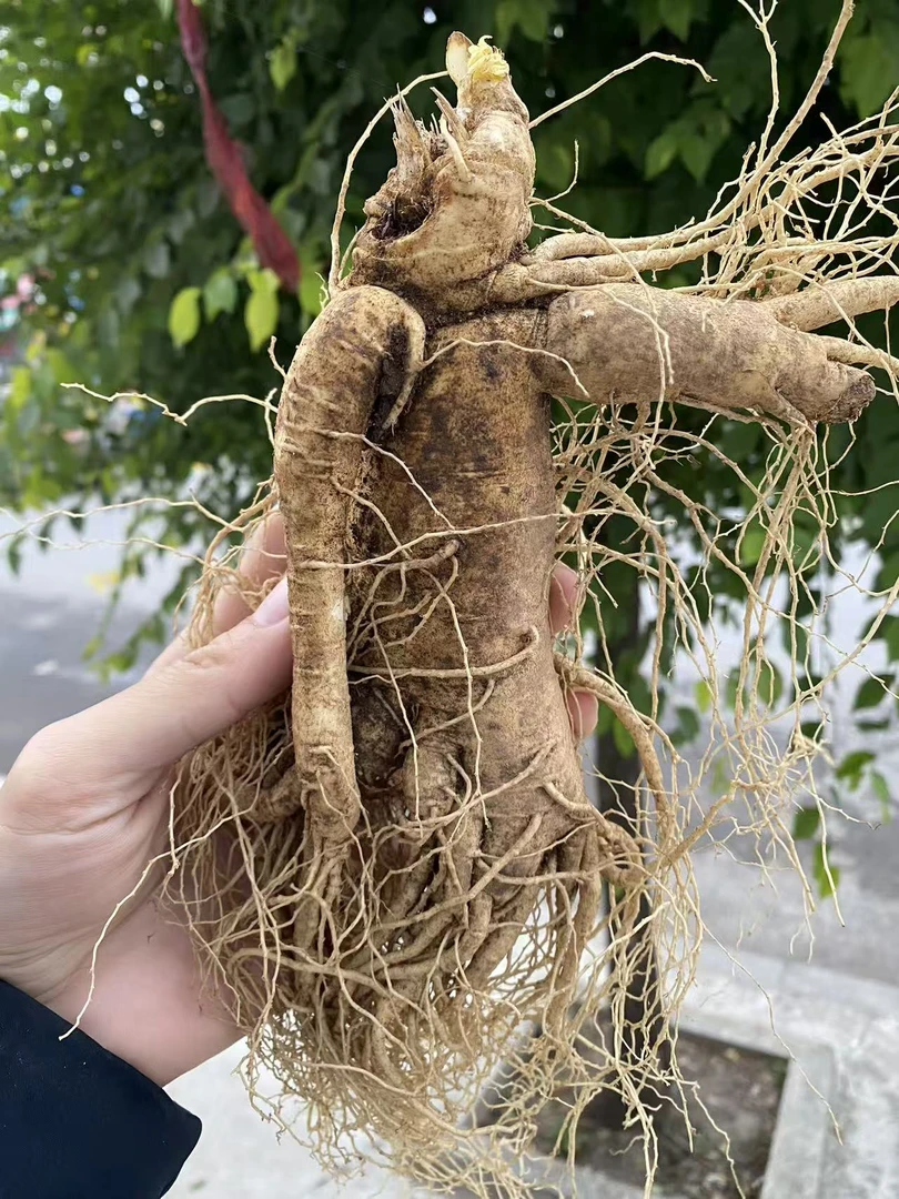 鲜人参 鲜挖八年 全支全须 正宗人参 一级下山 向阳坡 泡酒专属