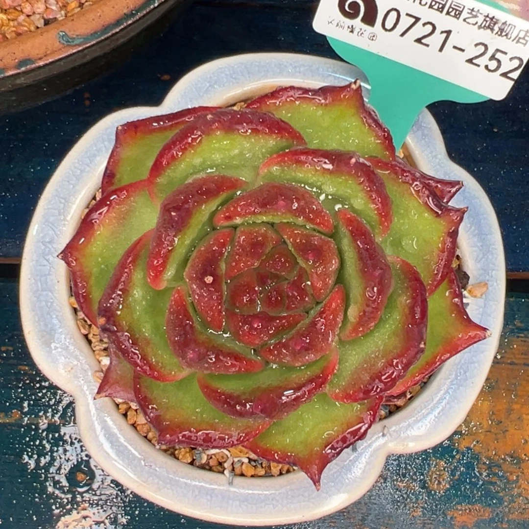 从前慢多肉精选编号0721.252