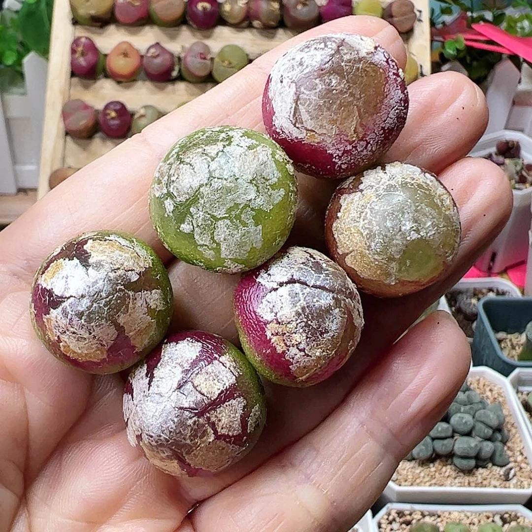 灯泡一手包邮………………………