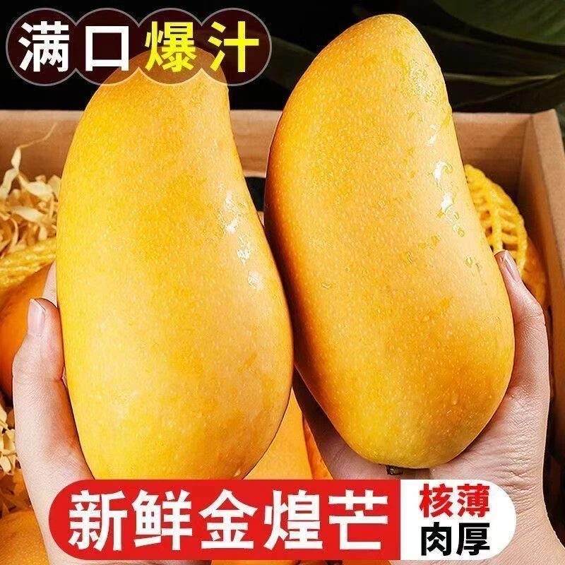 【黄皮】广西金煌芒老树花皮果3/5/9皮薄肉厚老树甜心芒果应季水果