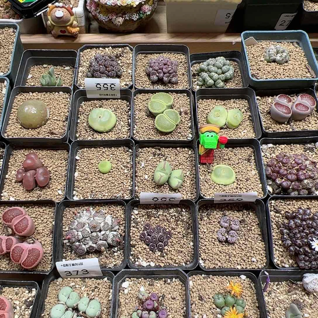 【闪购商品】肉锥土10包，限量1份