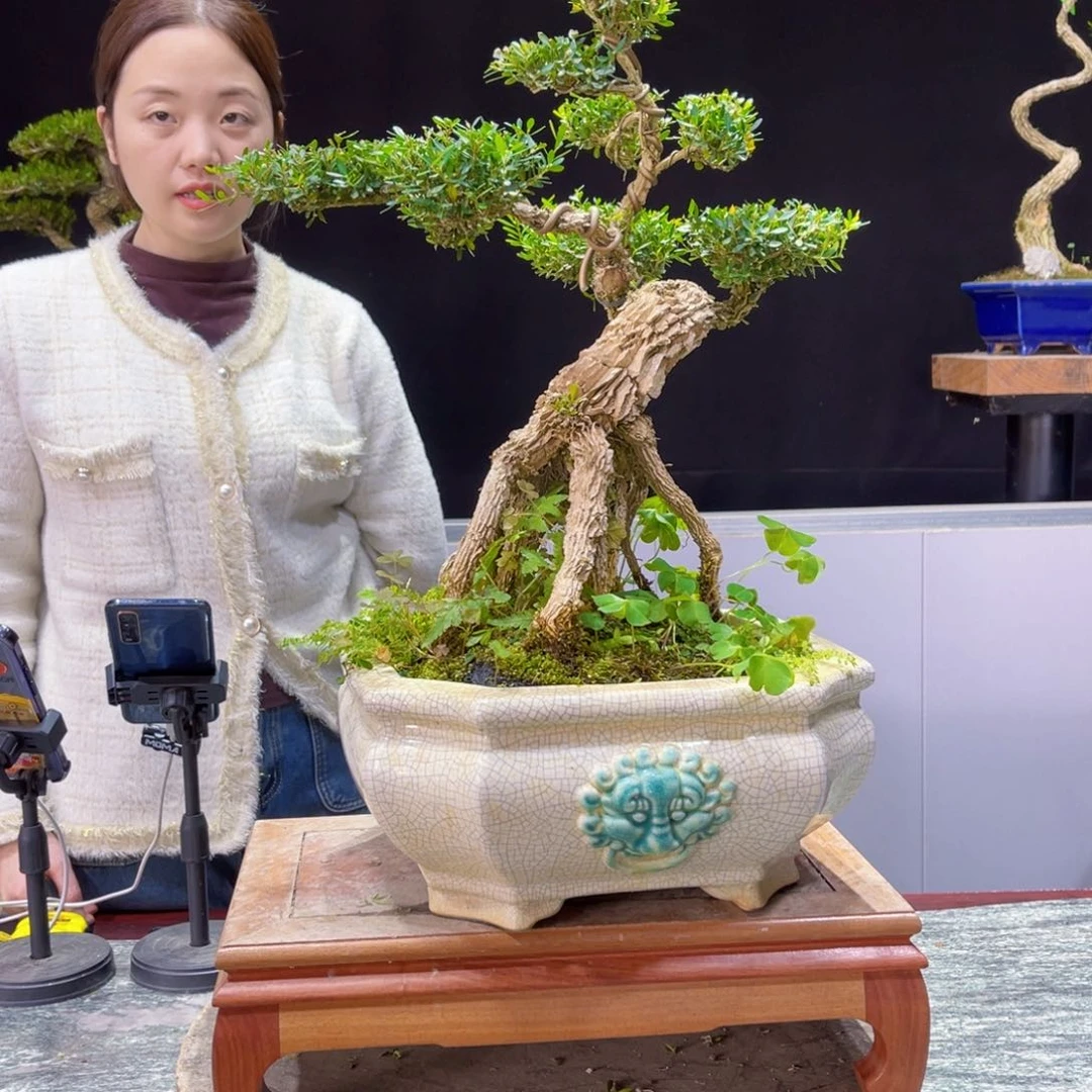 四季常青老桩黄杨盆景
