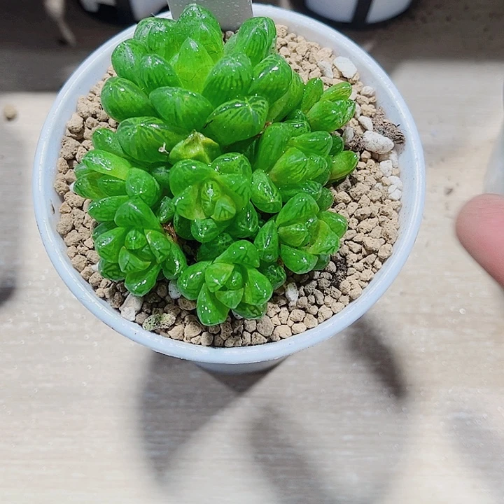 群生草雨露新手好养