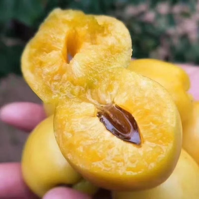 珍珠油杏树苗南方北方盆栽地栽