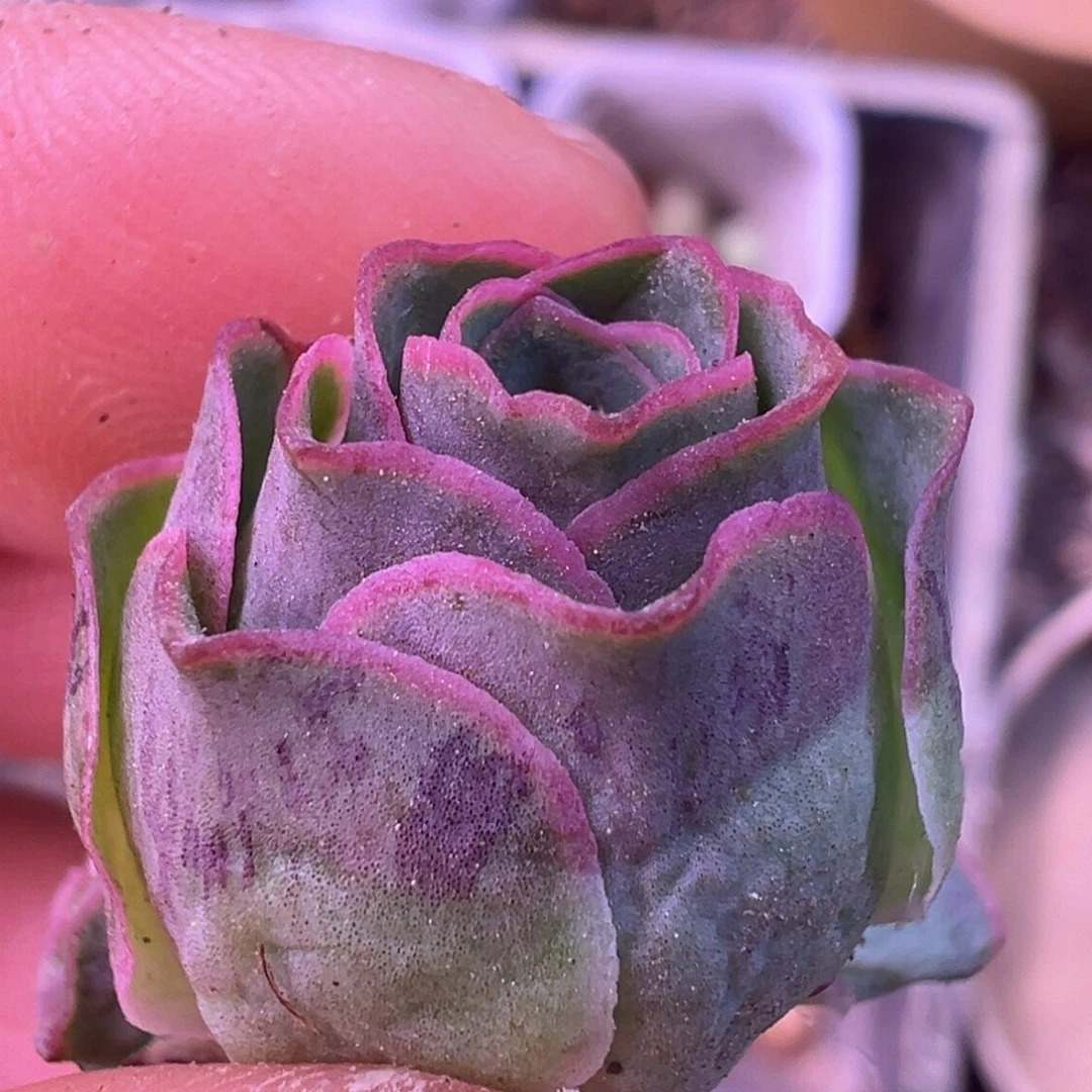 娜*子不知名   T04