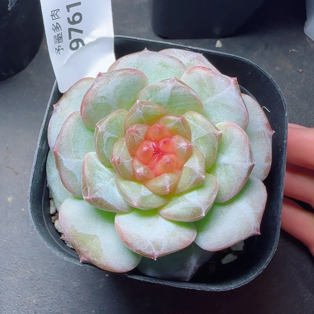 红莓，9761多肉植物