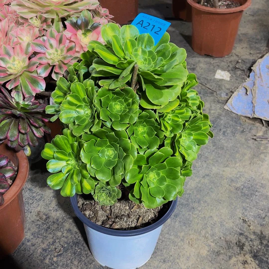 琉璃212福利特价