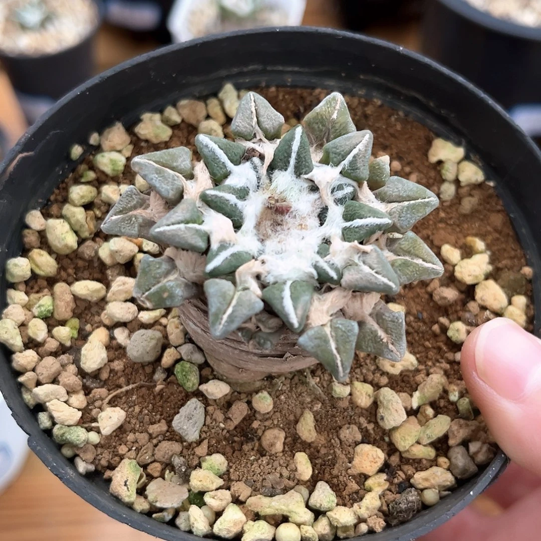 潮流植物产地黑牡丹，5.3公分