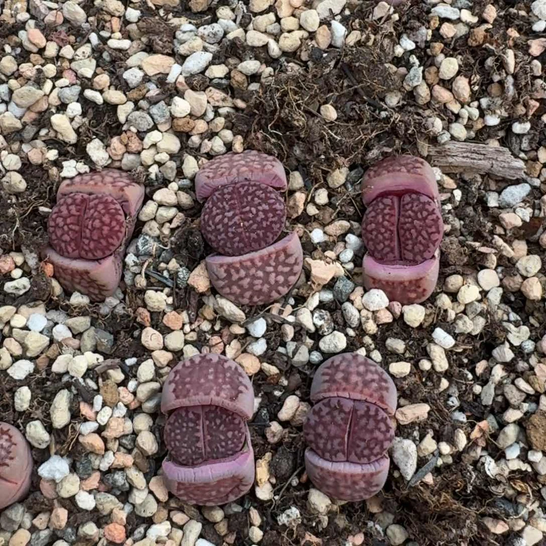 G073新品紫寿丽混合四年