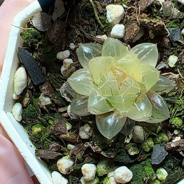 恭喜发财大吉大利0285绯桃