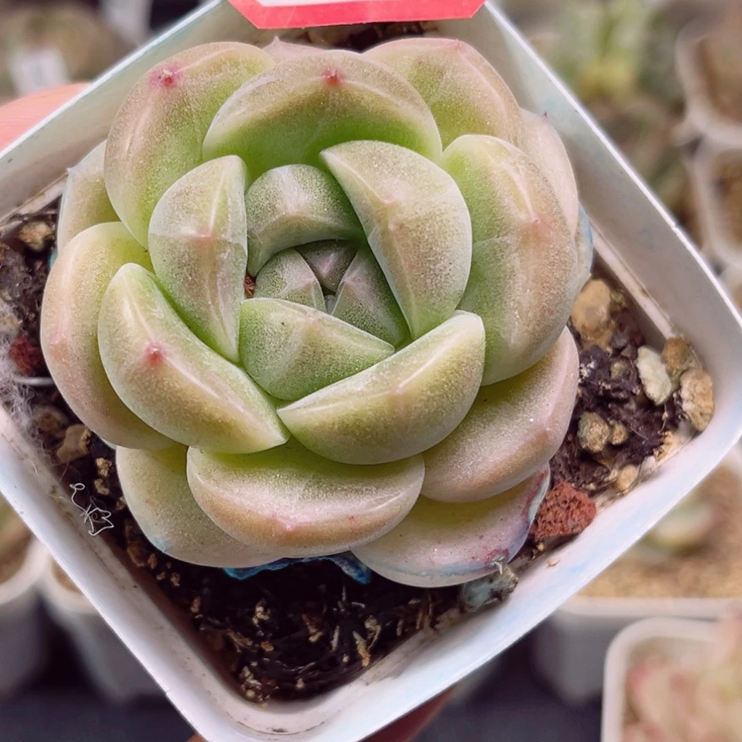 B883 一物一拍 珍妮放漏18包邮