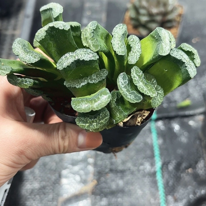 武斗雷龙玉扇多肉植物