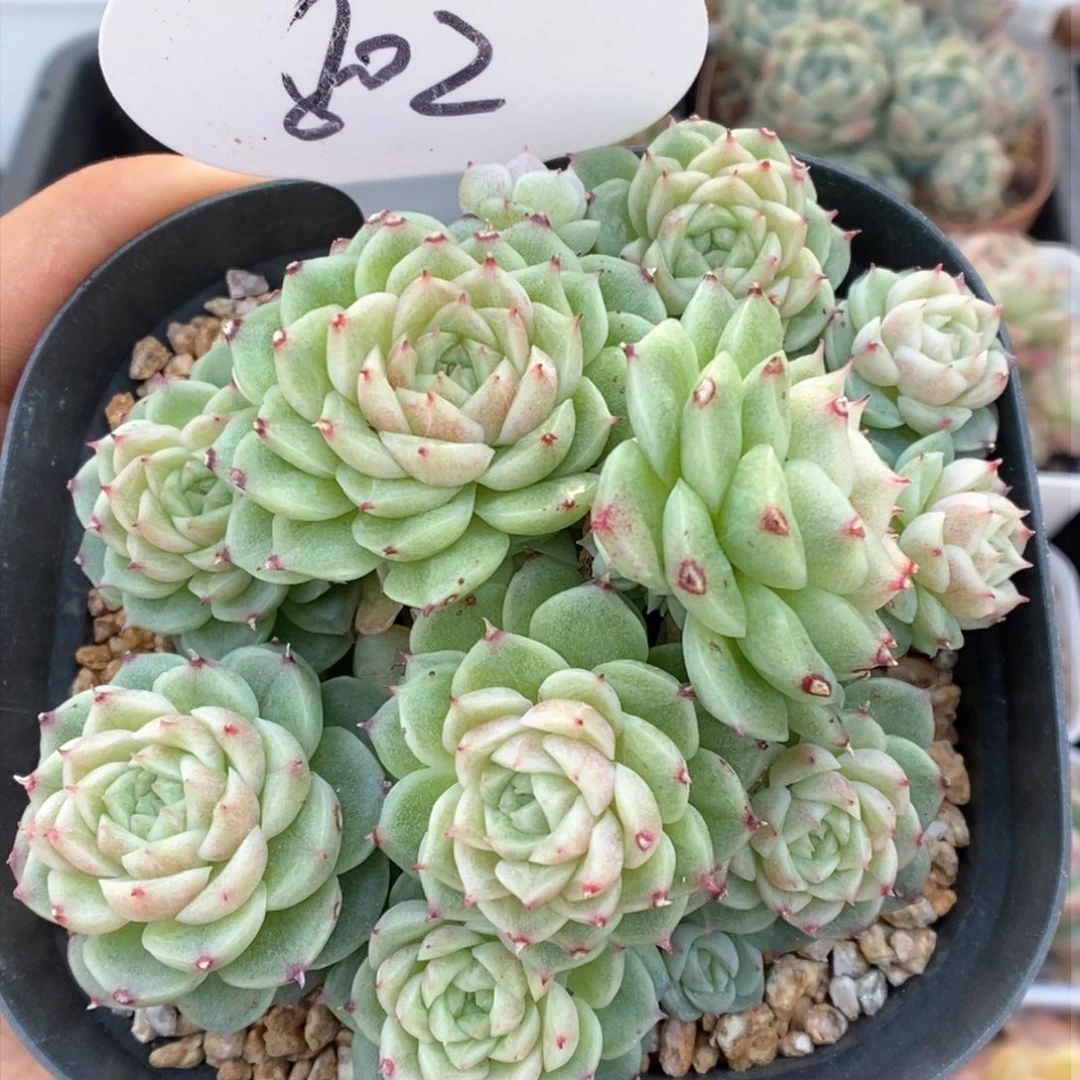 油透麦秆群生802号。