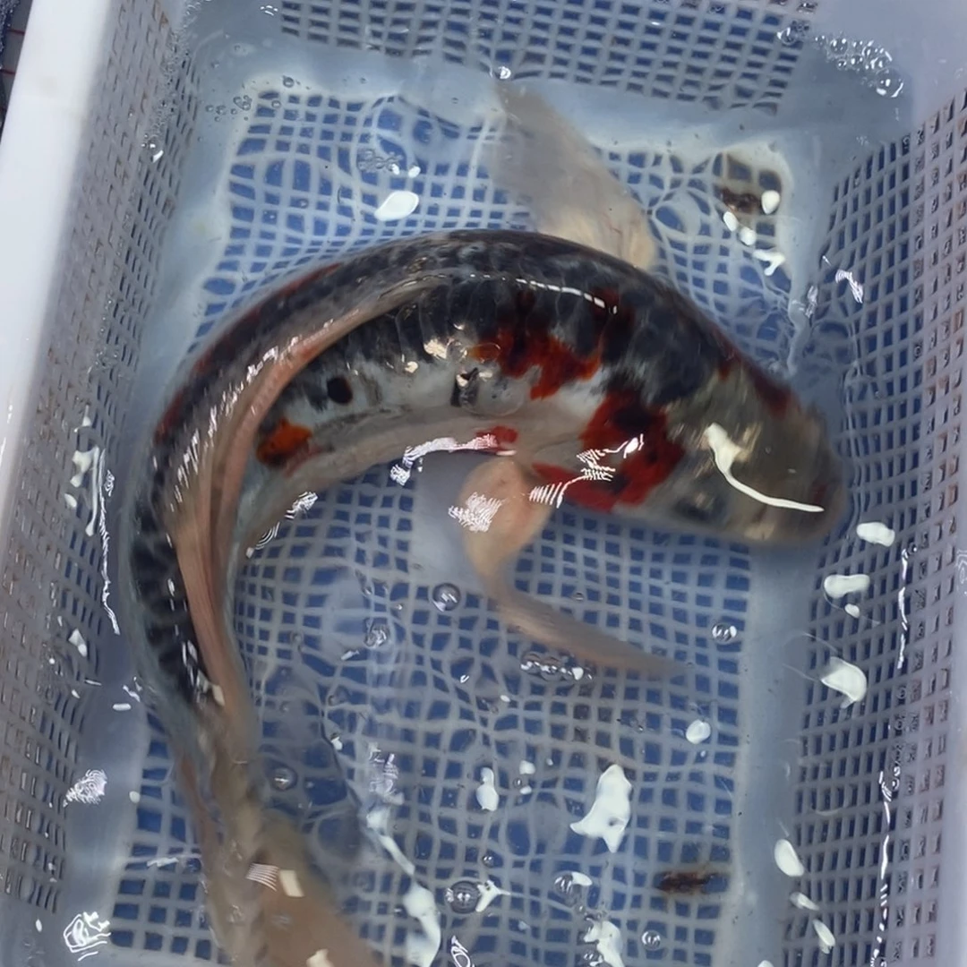 锦鲤冷水锦鲤包邮