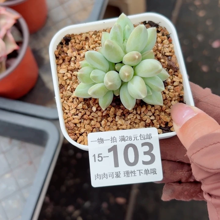 松果美人无盆土发货多肉多