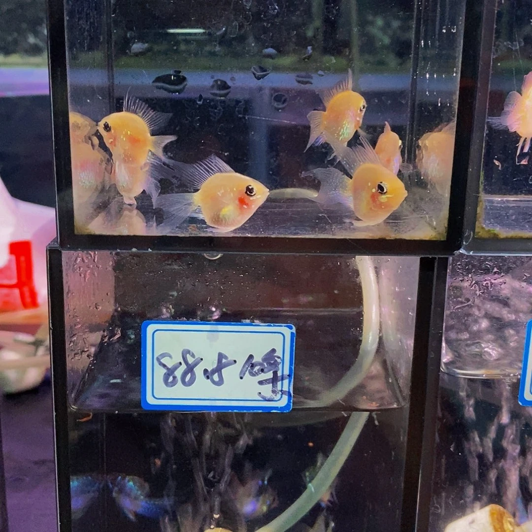 妮****短鲷鱼金波子蓝波子