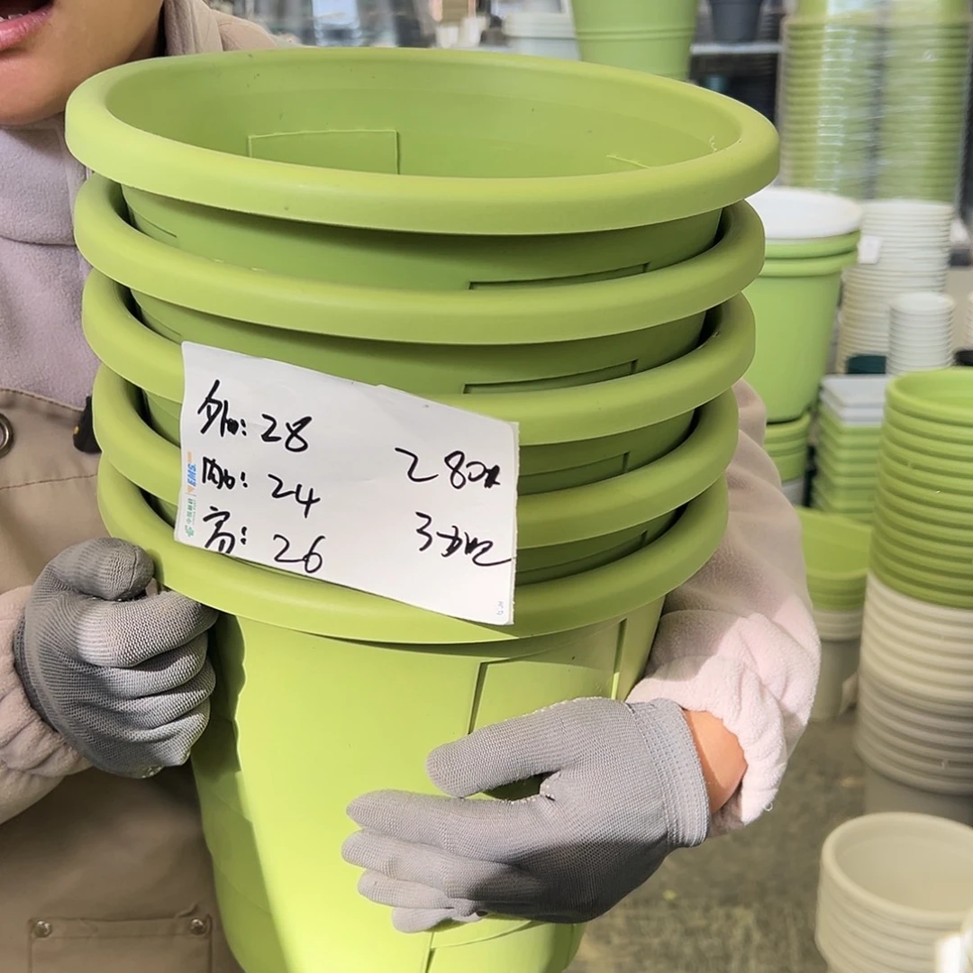 玫瑰280#果绿色5个无托