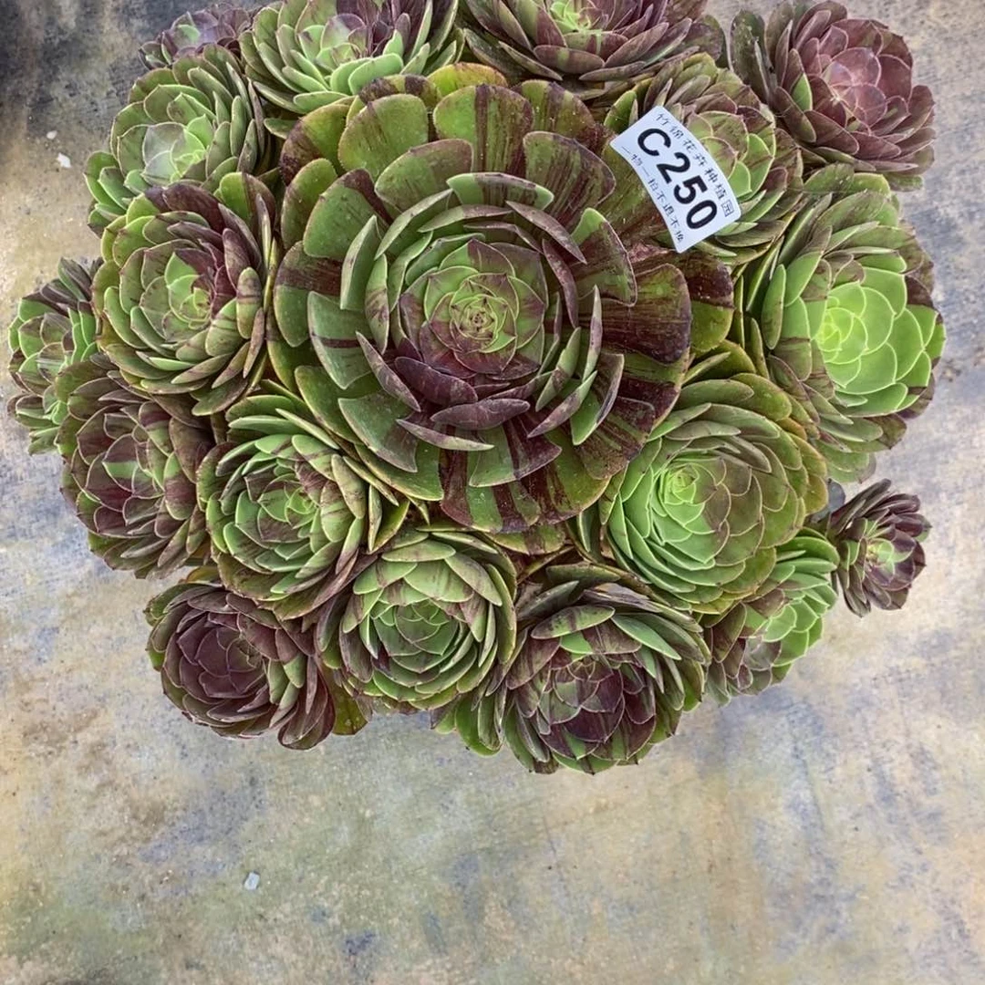 全部花朵250花月夜嫩桩桩