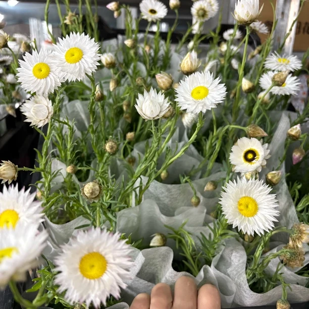 永生菊罗森小丑带花苞发货