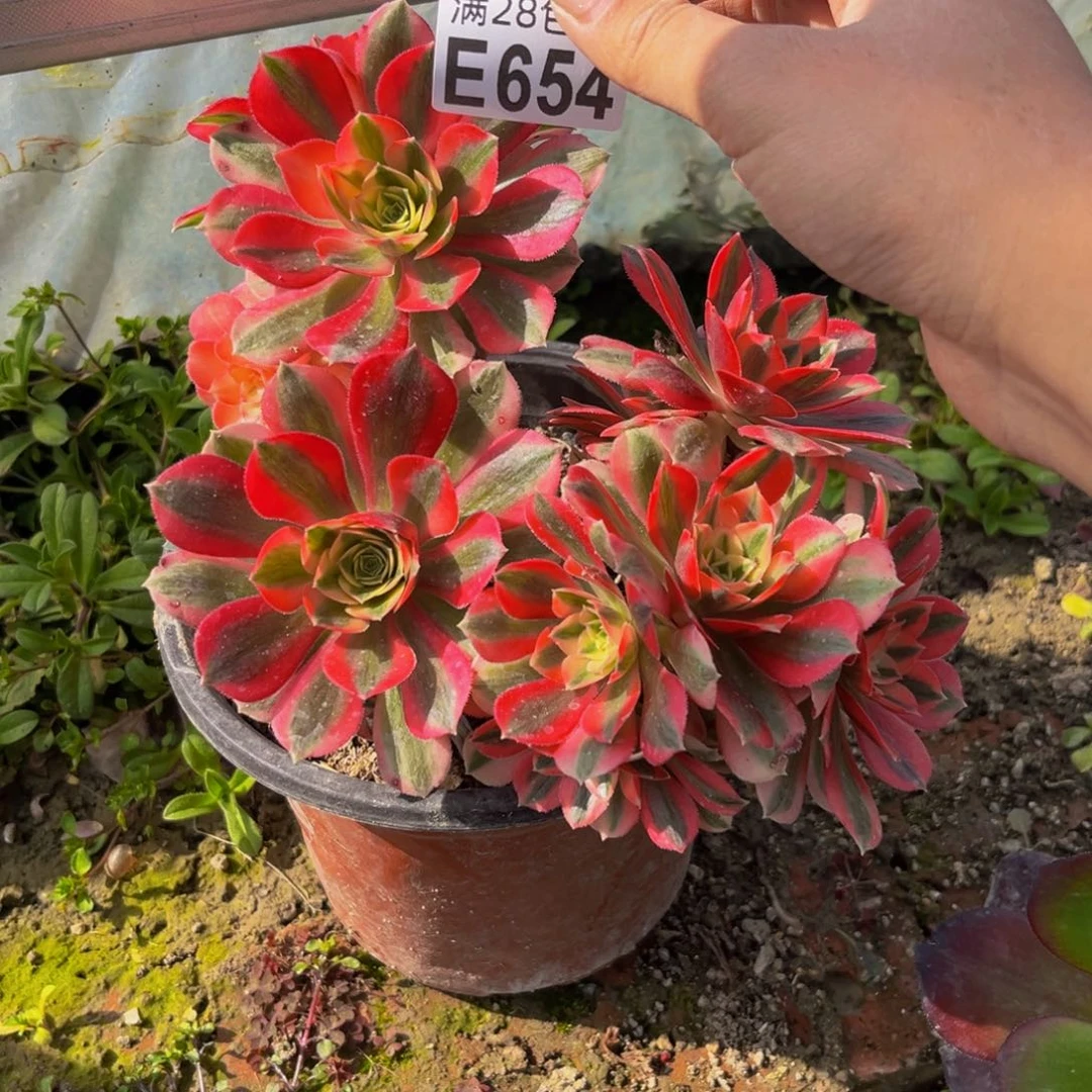 654多肉植物一物一拍