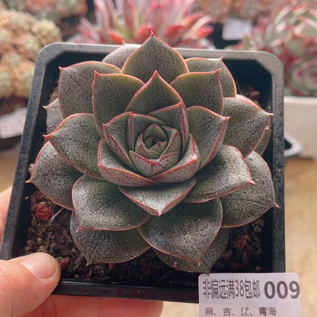 009大和锦德华多肉