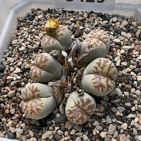 3429，丽虹母本群生带盆发货