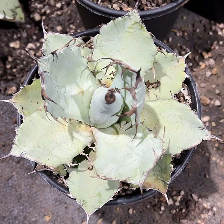 龙舌兰多肉植物多肉