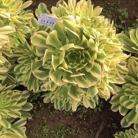 2.7-10金丝翡翠多肉植物