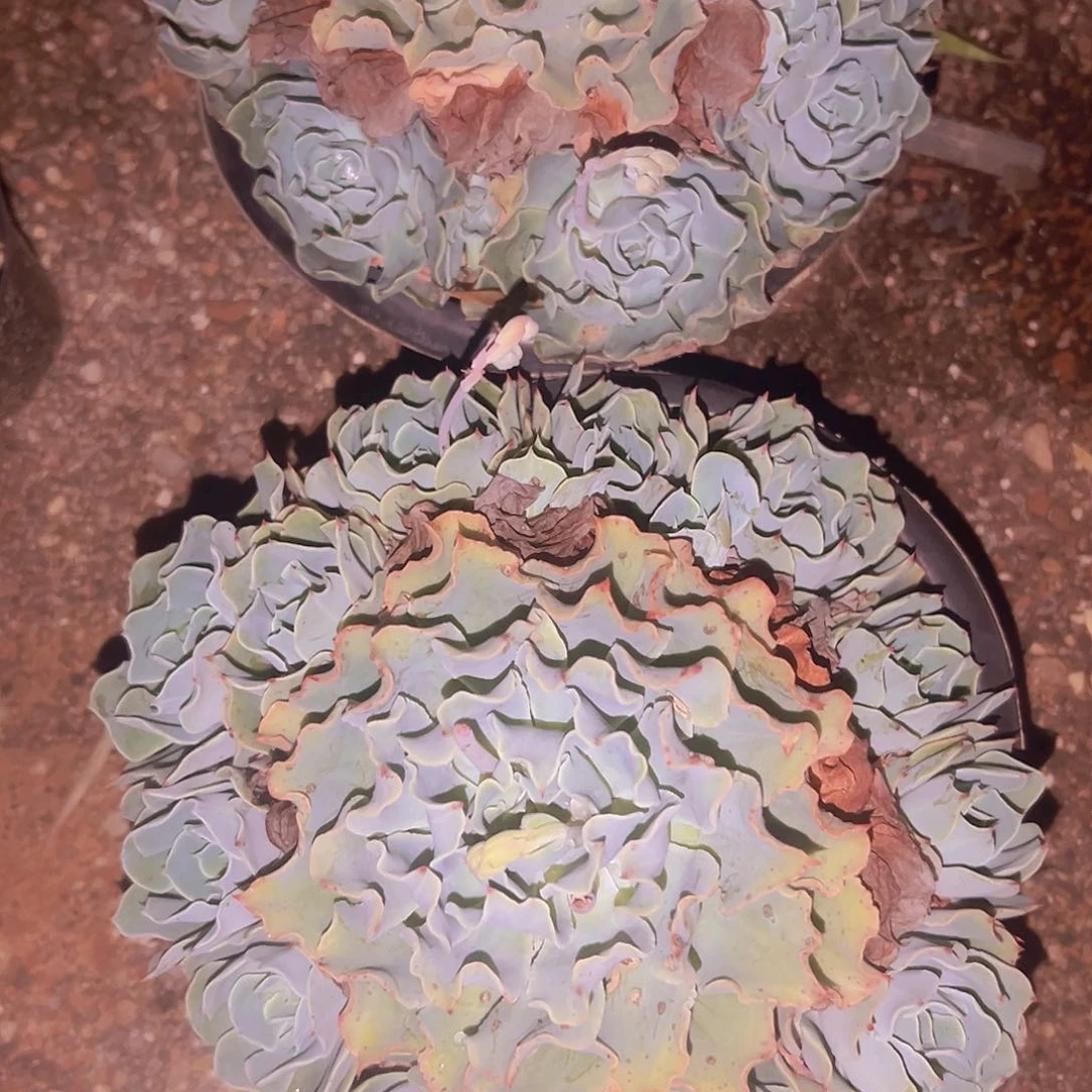手捧海啸19.99米花花