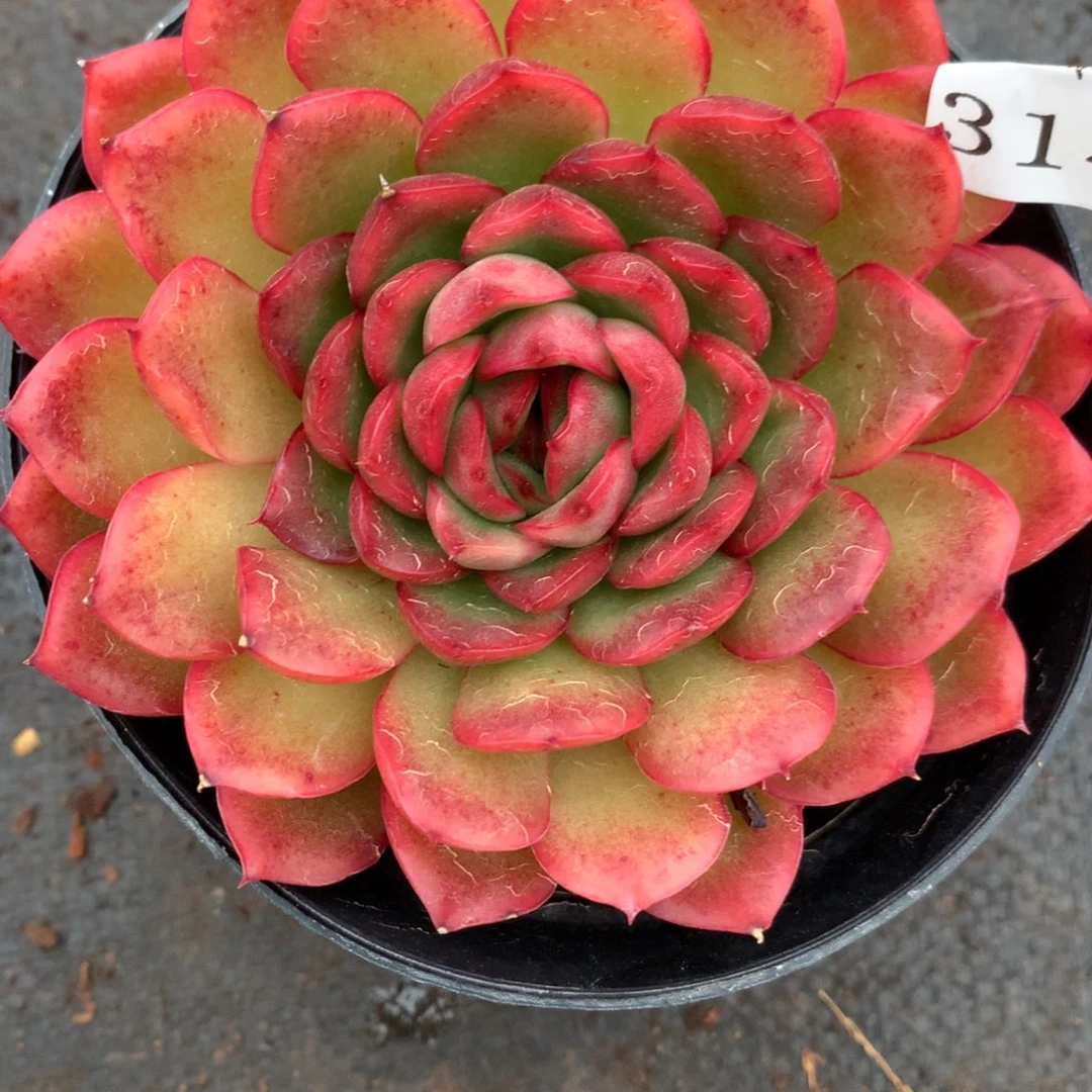 3149杂交多肉植物