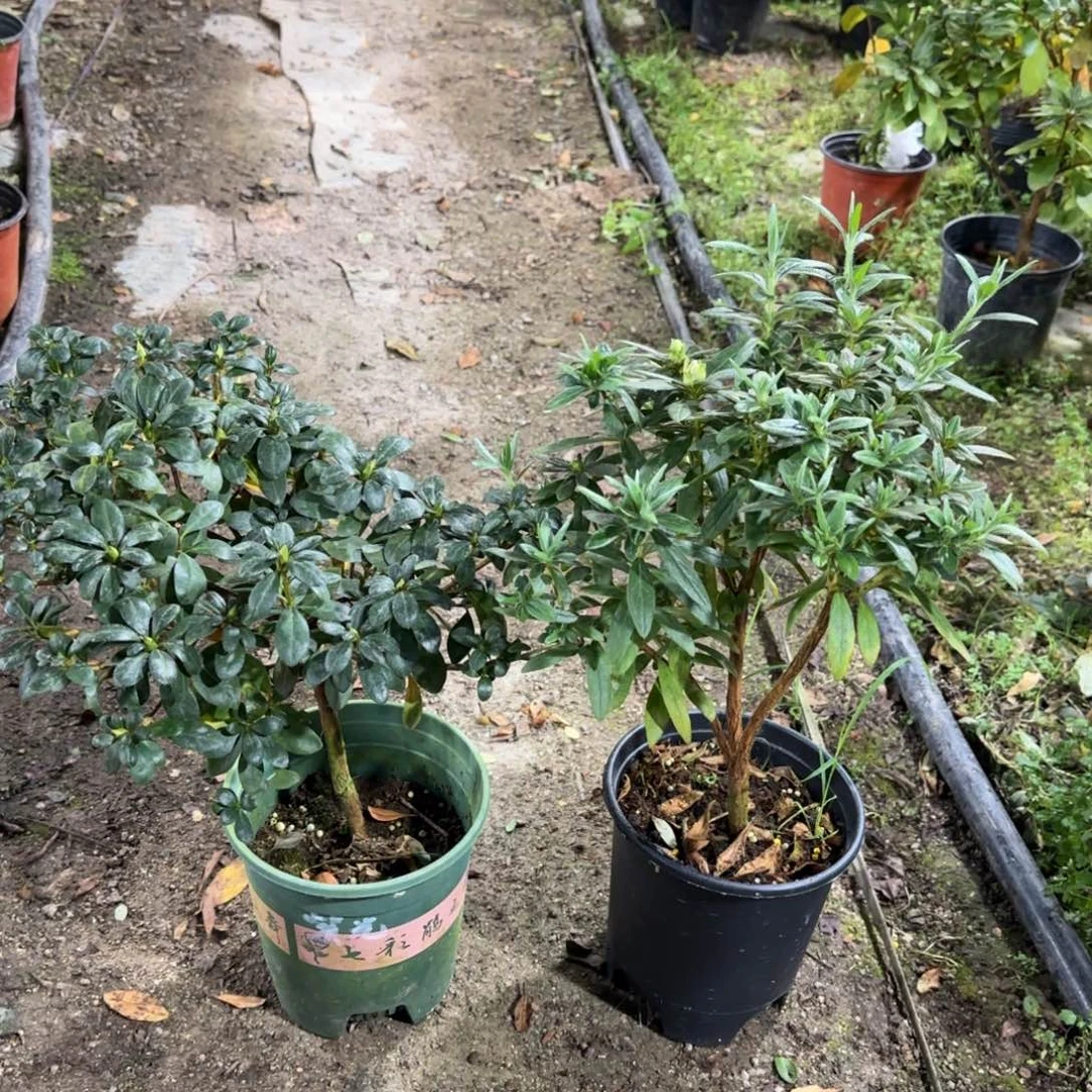 落***雪完全开放紫光 岸牡丹