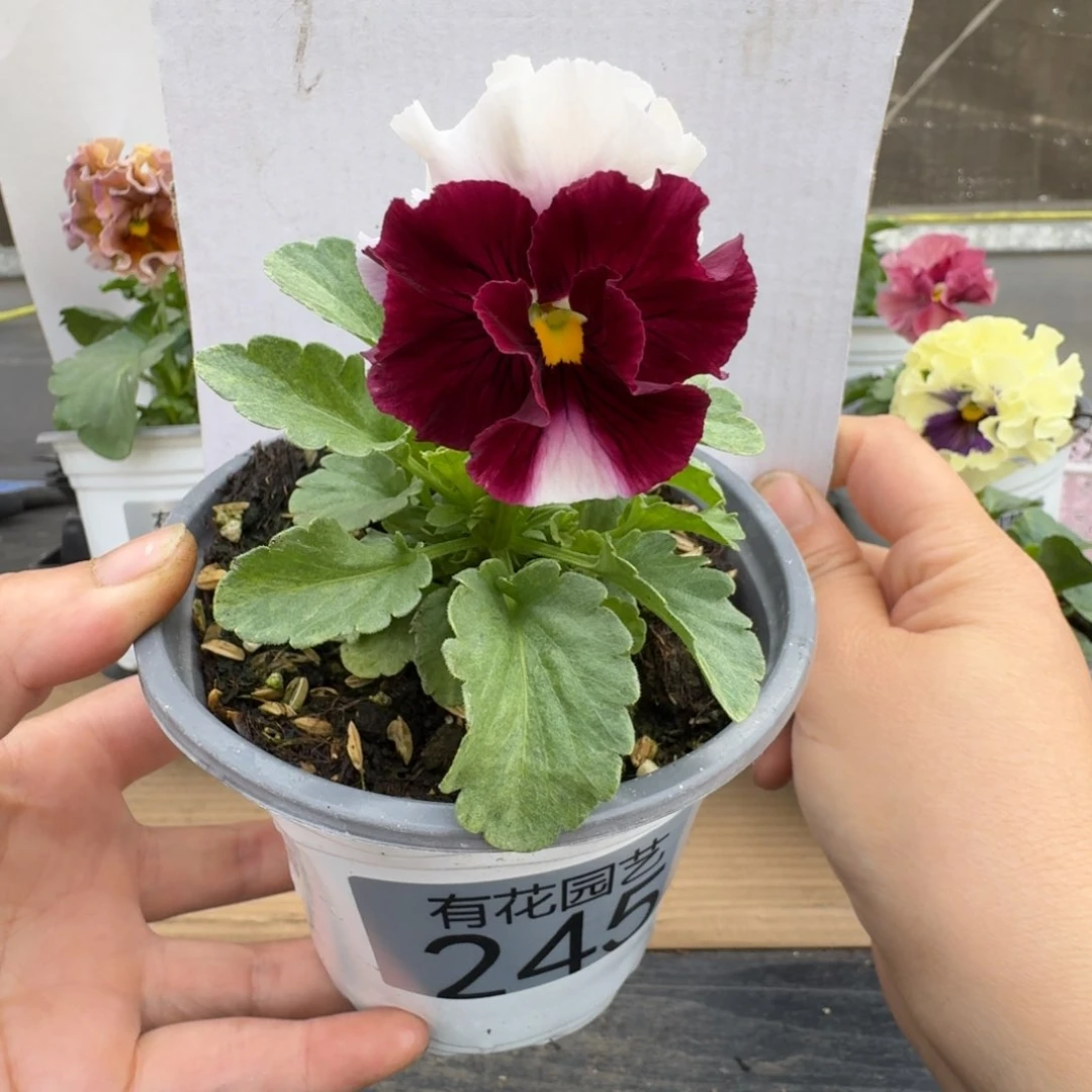 无花朵245号角堇