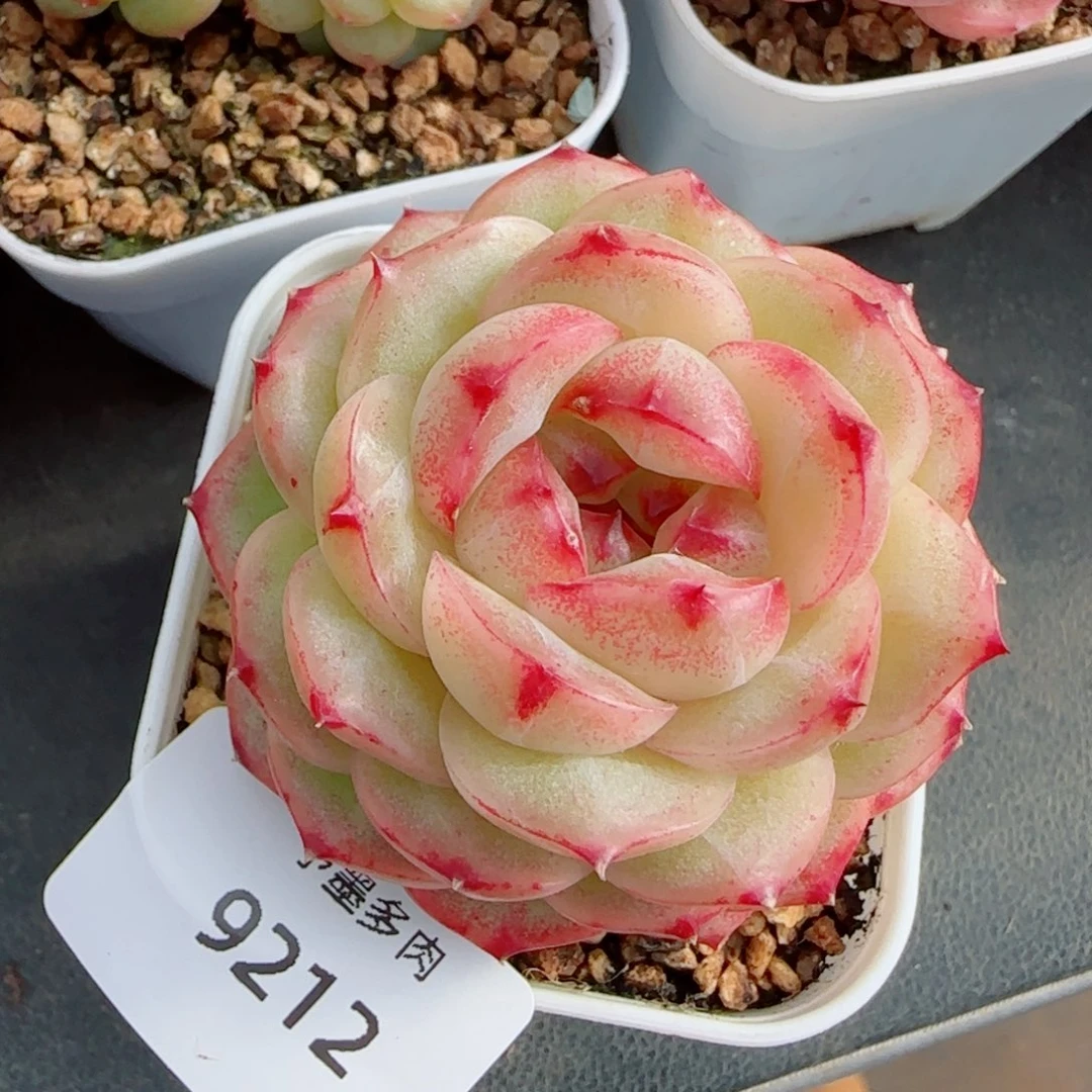 雪柠美人，9212多肉植物