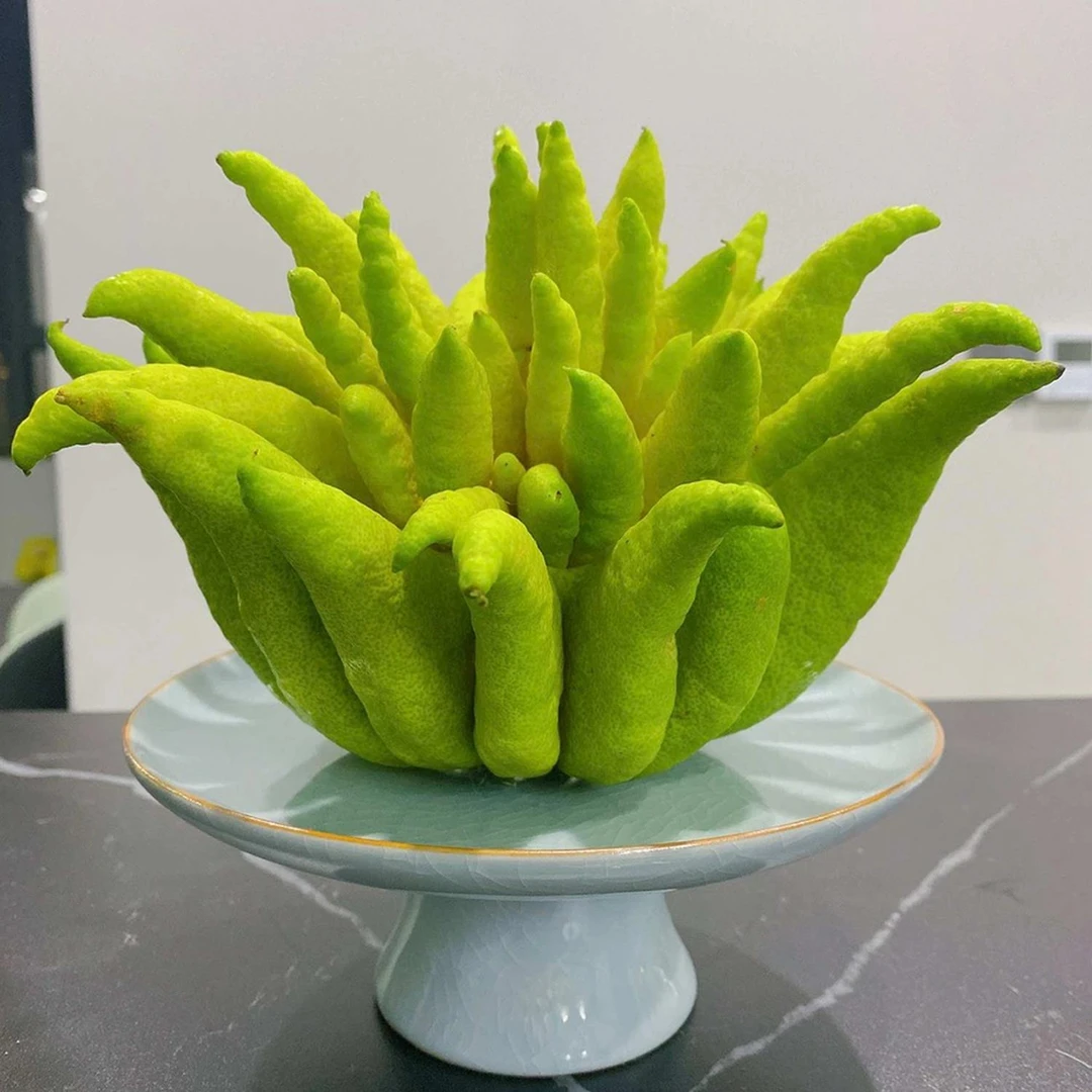 W中式禅意风可养佛手柑托盘陶瓷盆栽水培观赏花瓶专用佛手瓜摆放