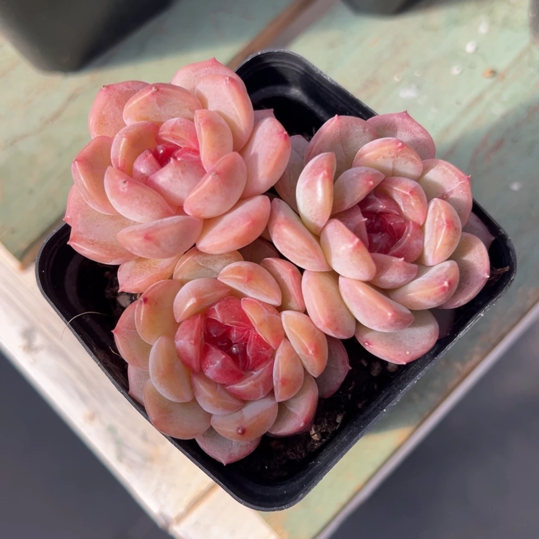 新品珍妮多肉植物