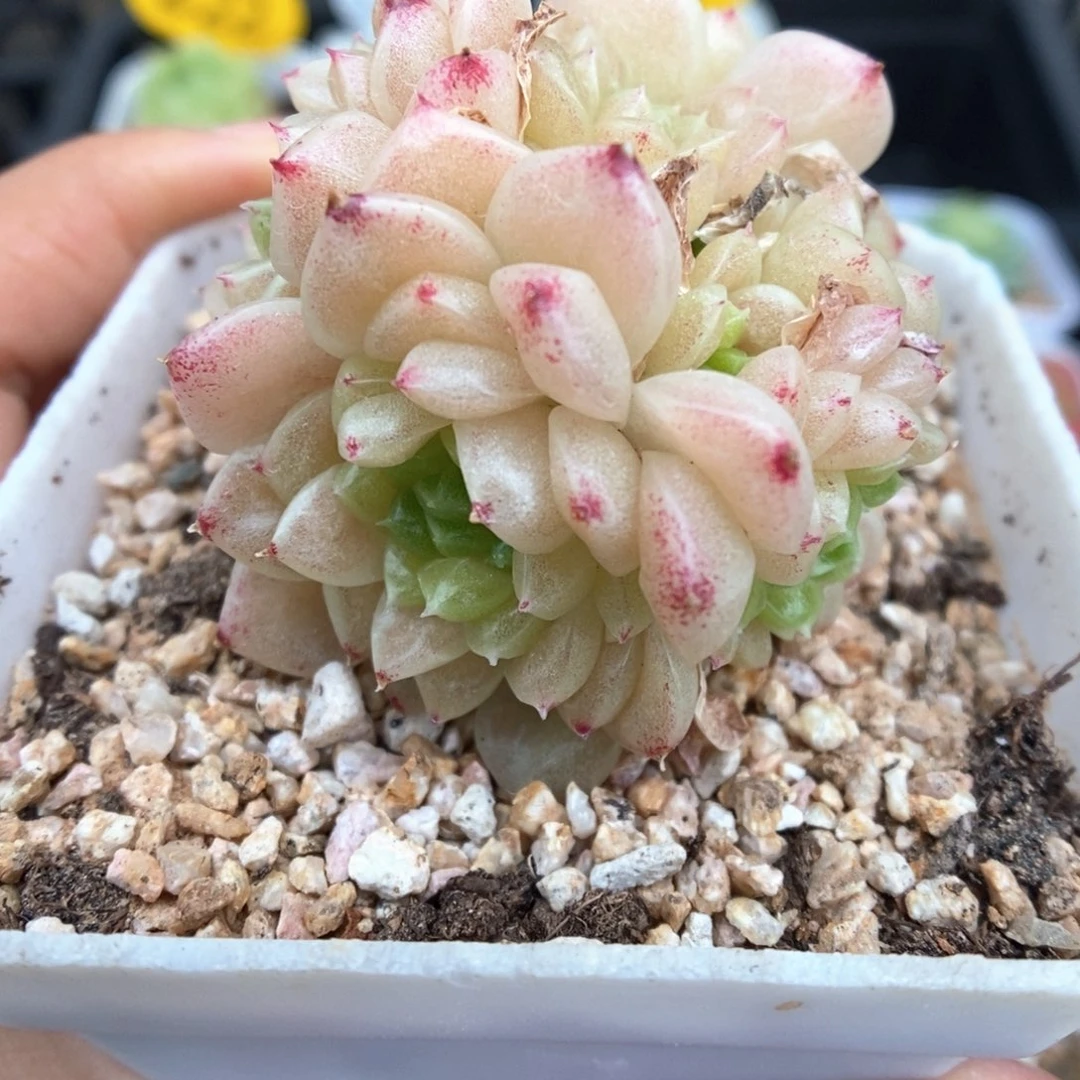 丽丽麦秆可拍964号