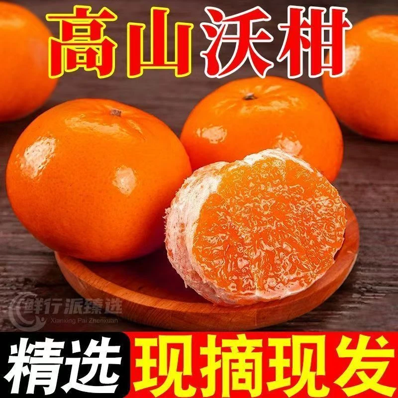 云南高山沃柑肉厚日照足水分大、甜度高 4.5斤装