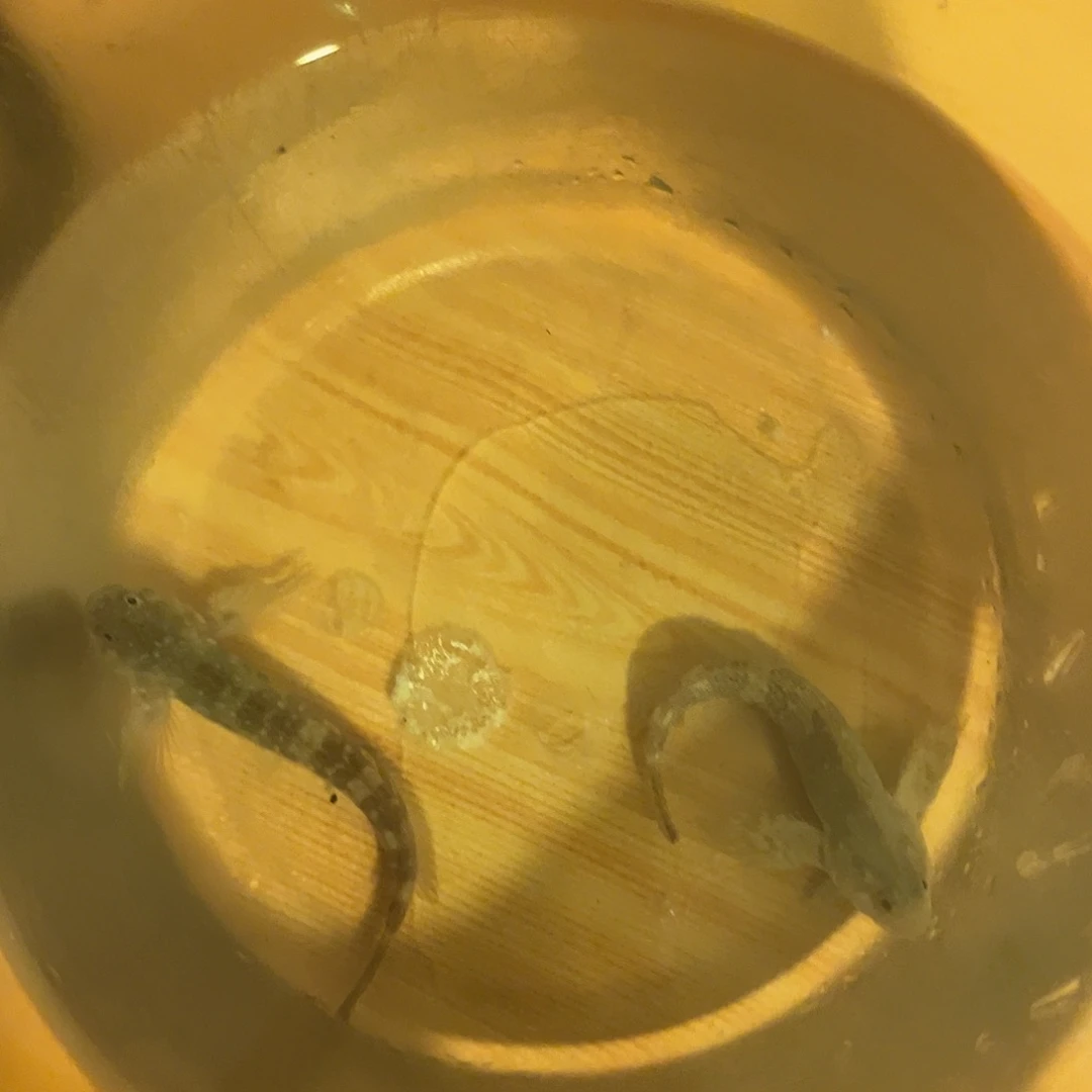 哥***£纽扣珊瑚西瓜刨2条