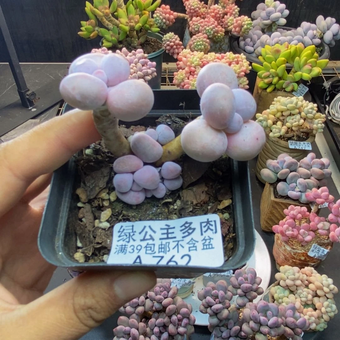 762橙奶多肉肉5c m