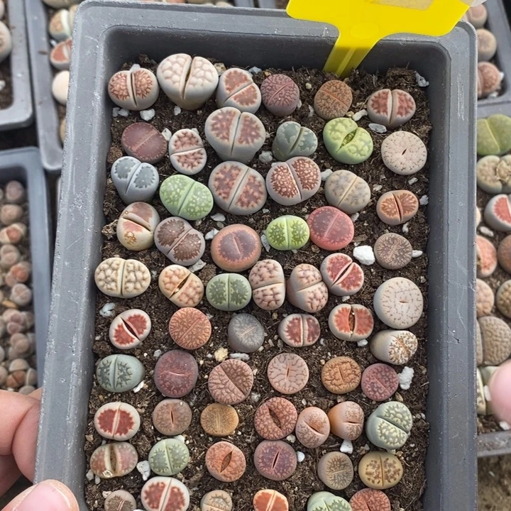 亿***翡生石花等植物的生长760