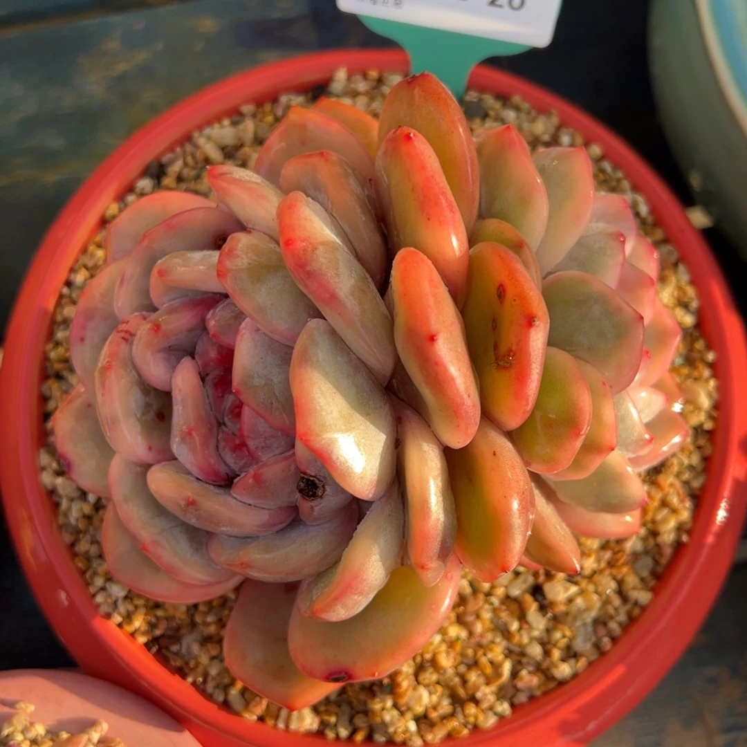 从前慢多肉精选编号0212.26