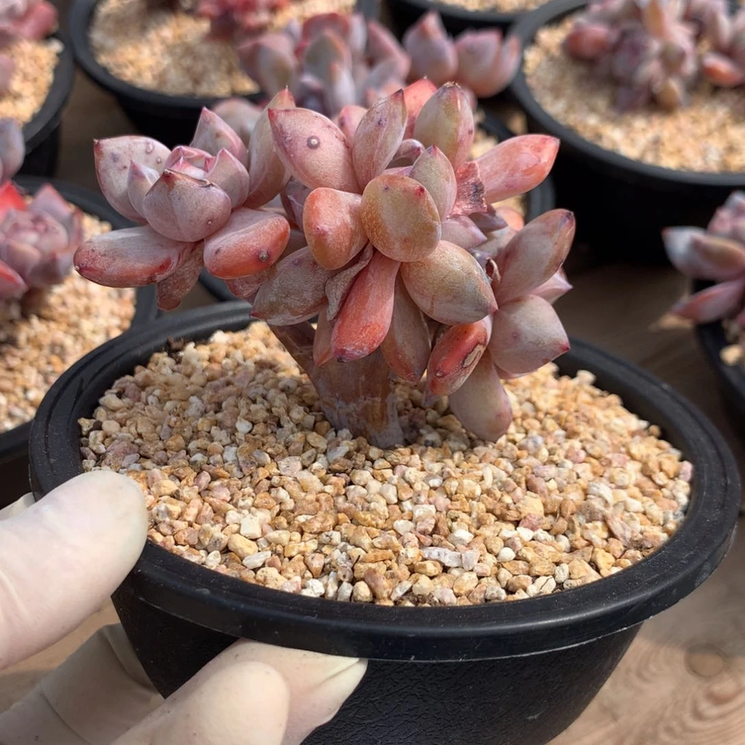 ?****?突尼斯寄养多肉