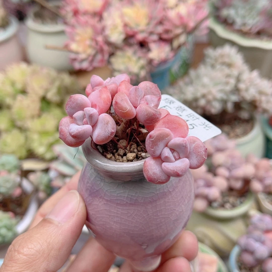 745 星星雪 带陶瓷盆发货 一物一拍