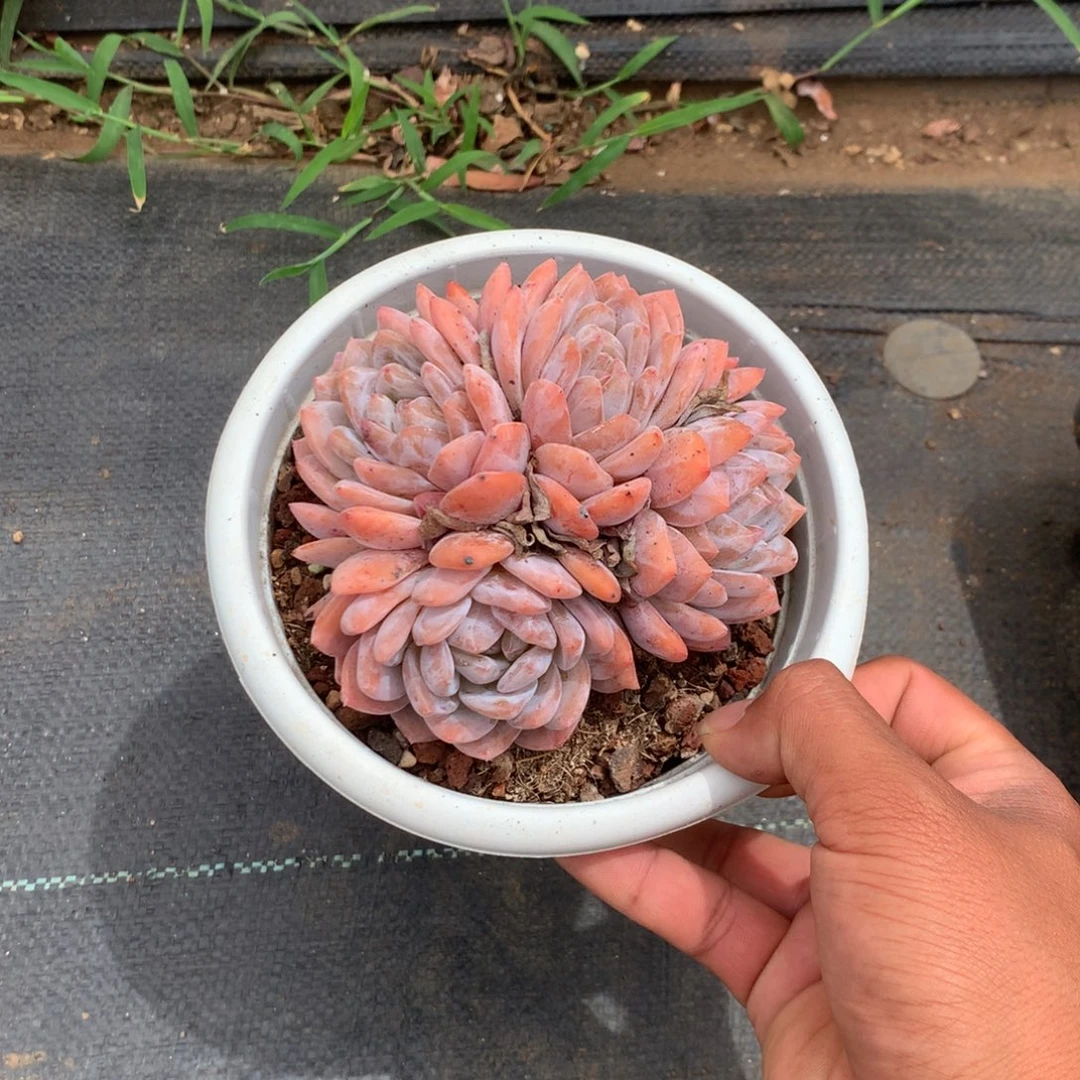 我在上课一听到这个人
