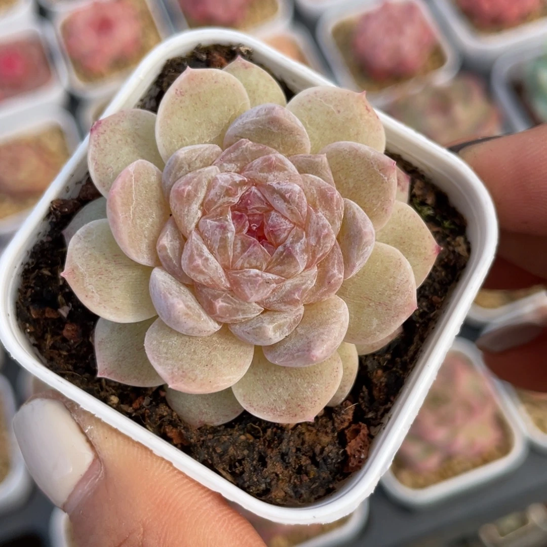 优选珍妮Z多肉福利1265