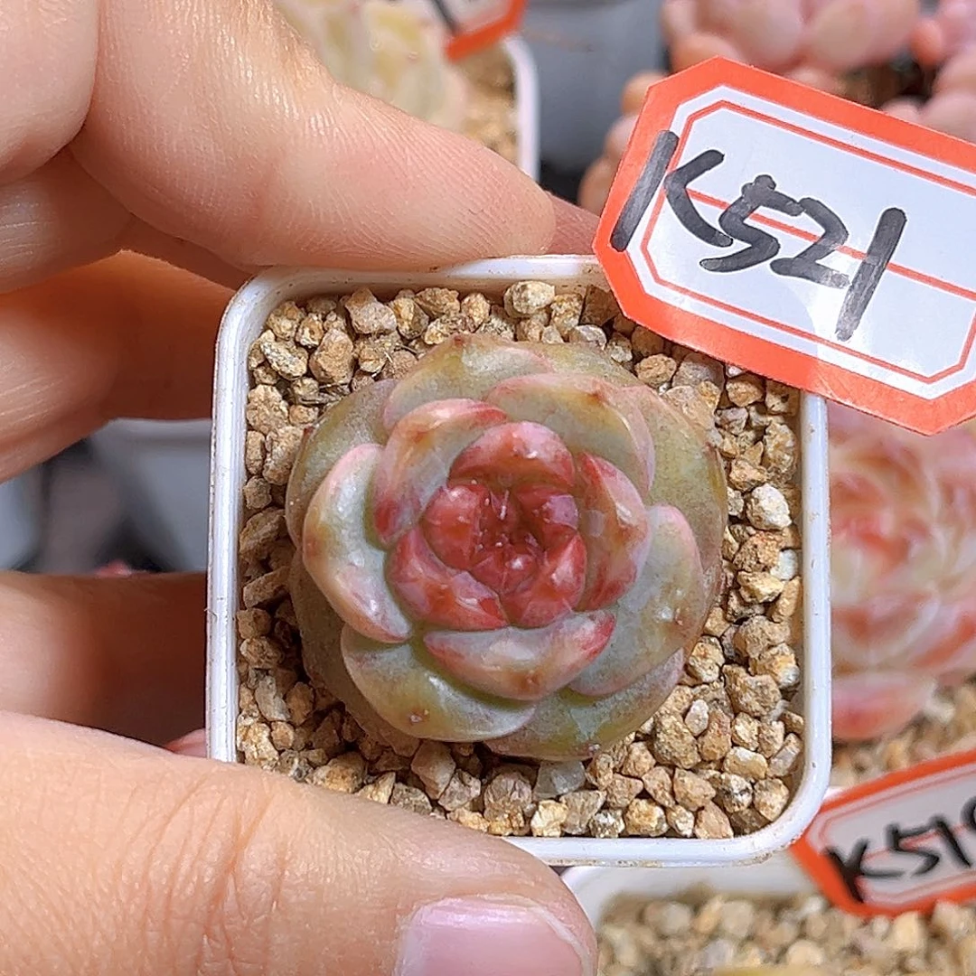 K521 新品珍妮 满18包邮